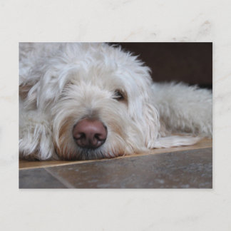 Cartão Postal Elliot