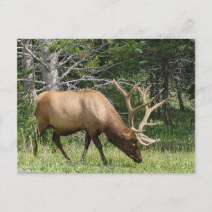 Cartão Postal Ellowstone Elk