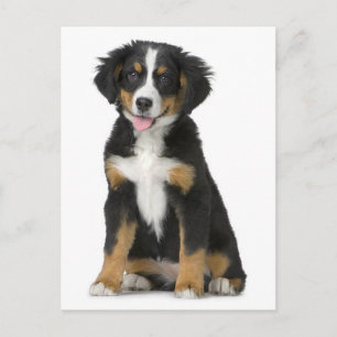 Cartão postal em branco de cachorrinho da montanha