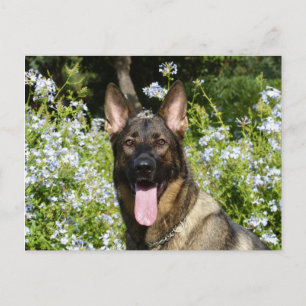 Cartão Postal em Branco de Cachorro Filhote Pastor
