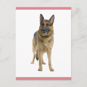 Cartão Postal em Branco de Cachorro Filhote Pastor