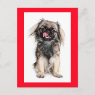 Cartão Postal em Branco de Cachorro Filhote Pequin