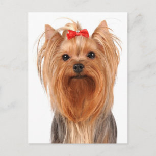 Cartão Postal em Branco de Cachorro Filhote Yorksh