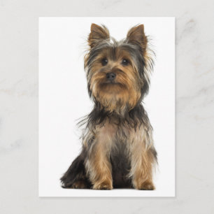 Cartão Postal em Branco de Cachorro Filhote Yorksh
