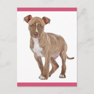 Cartão postal em branco de cachorro Pit Bull