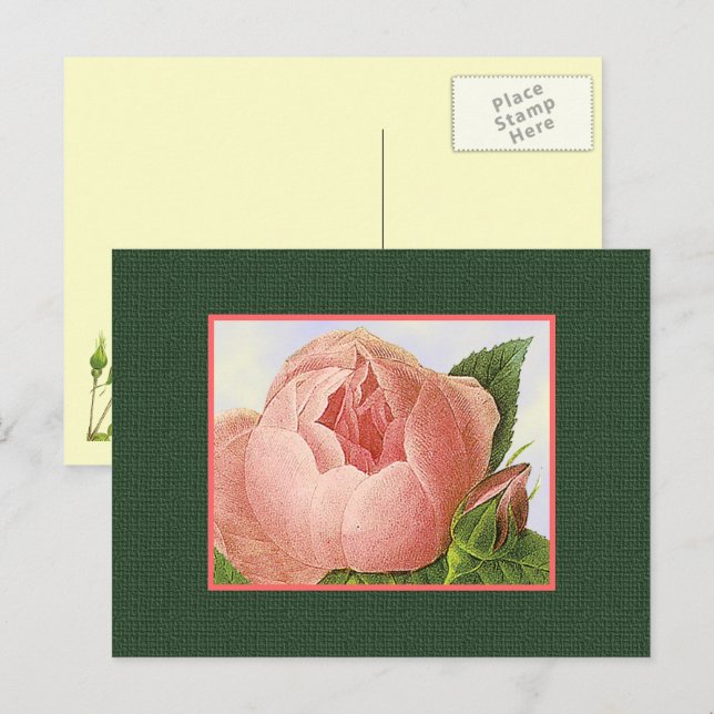 Cartão postal em branco de rosas botânicas cor-de- (Frente/Verso)