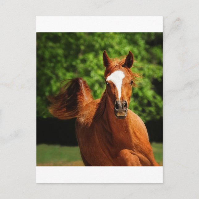 Cartão Postal Em execução (Frente)