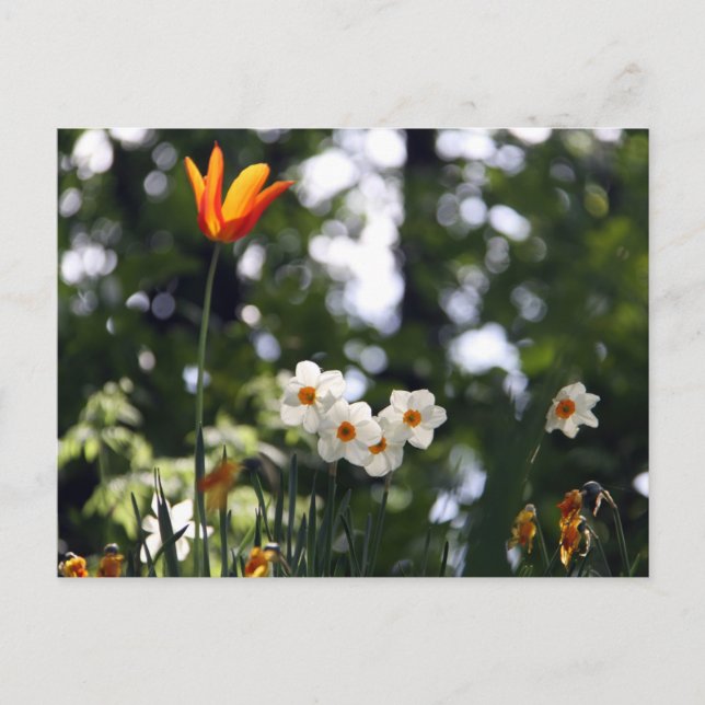 Cartão Postal Em memória (Frente)