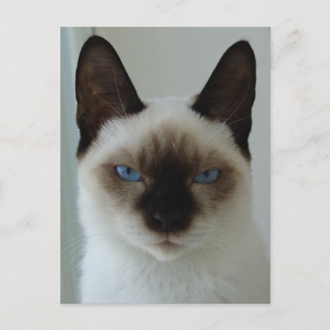 Cartão Postal Em memória do cartão-postal Mushu (Frente)