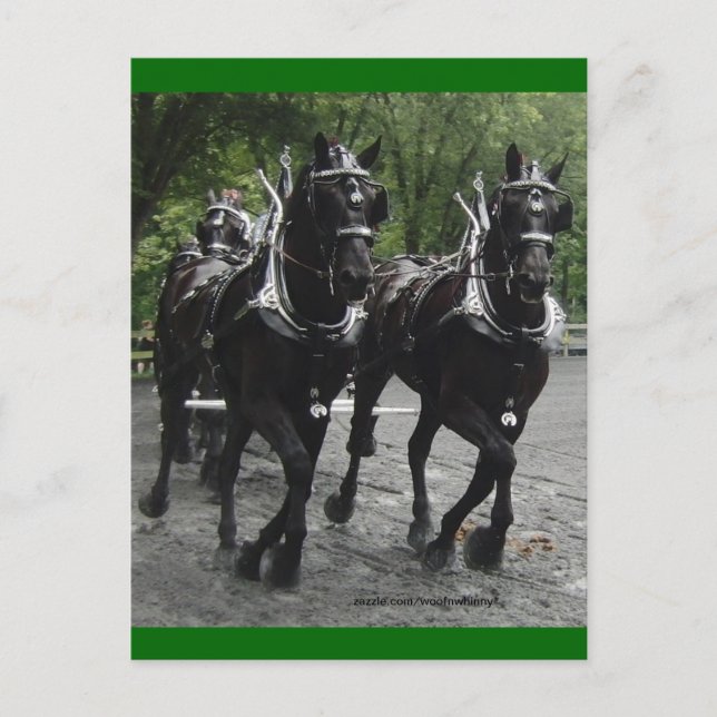 Cartão Postal Em Passo — Cavalos De Rascunho (Frente)