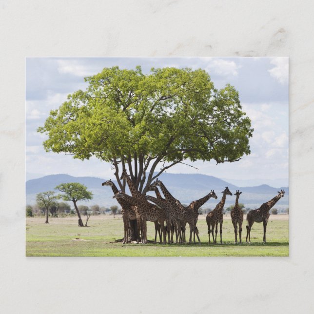 Cartão Postal Em safári no Parque Nacional de Mikumi na Tanzânia (Frente)