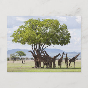 Cartão Postal Em safari no Parque Nacional de Mikumi na Tanzânia