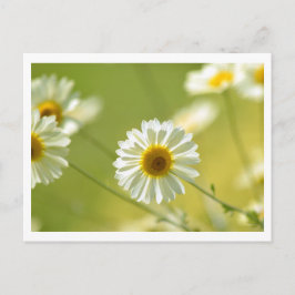 Cartão postal em tempo de verão