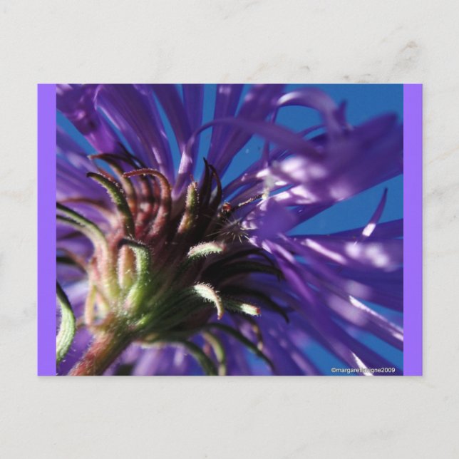 Cartão Postal Embaixo de um Aster (Frente)