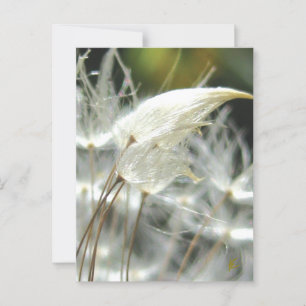 Cartão Postal Embrace Romântico Semente de Dandelion