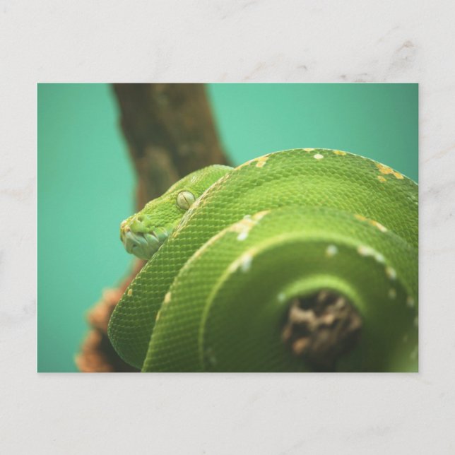 Cartão Postal Emerald (Frente)