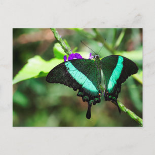 Cartão Postal Emerald Swallowtail Exótico