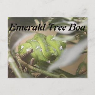Cartão Postal Emerald Tree Boa Nº 1