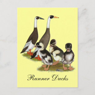 Cartão Postal Emery Penciled Runner Duck Family
