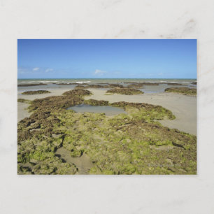 Cartão Postal Emmagen Beach, Daintree National Park (UNESCO 4