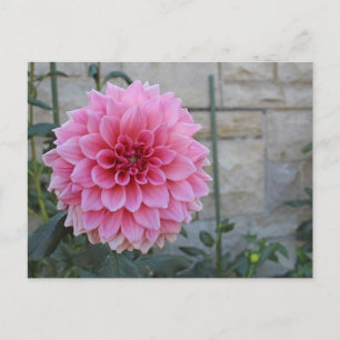 Cartão Postal Emory Paul Dinnerplate Dahlia Flower
