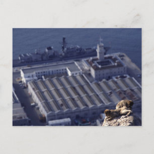 Cartão Postal Empresas Macacos Em Gibraltar
