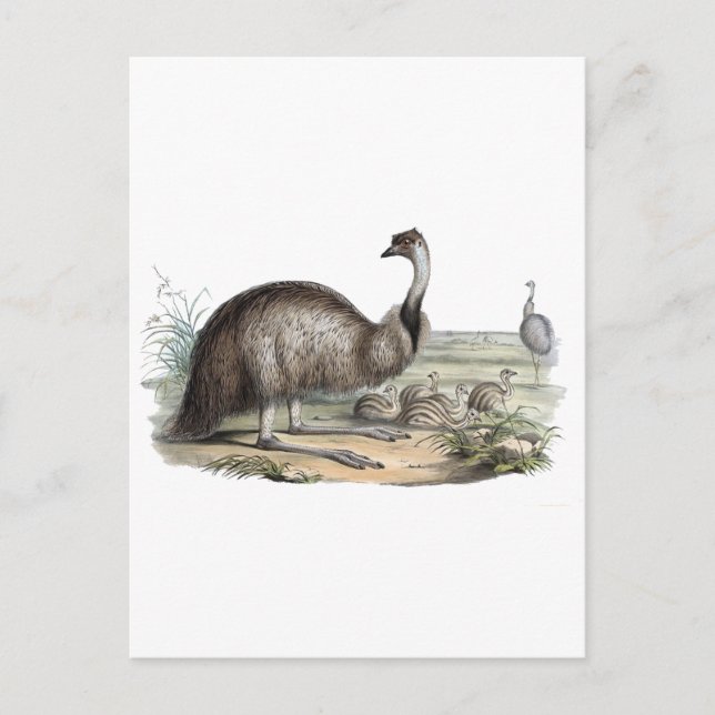 Cartão Postal Emu (Frente)
