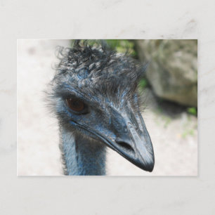 Cartão Postal Emu Bird Olhando para você