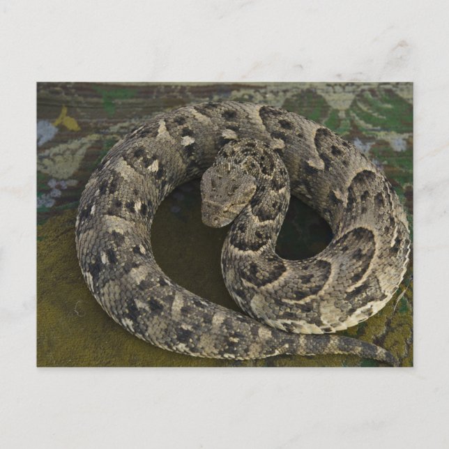 Cartão Postal Encantador de serpentes, víbora-africana Bitis (Frente)