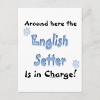 Encargo do Setter Inglês