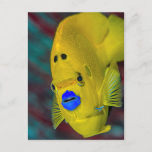 Cartão Postal Encerramento de Angelfish