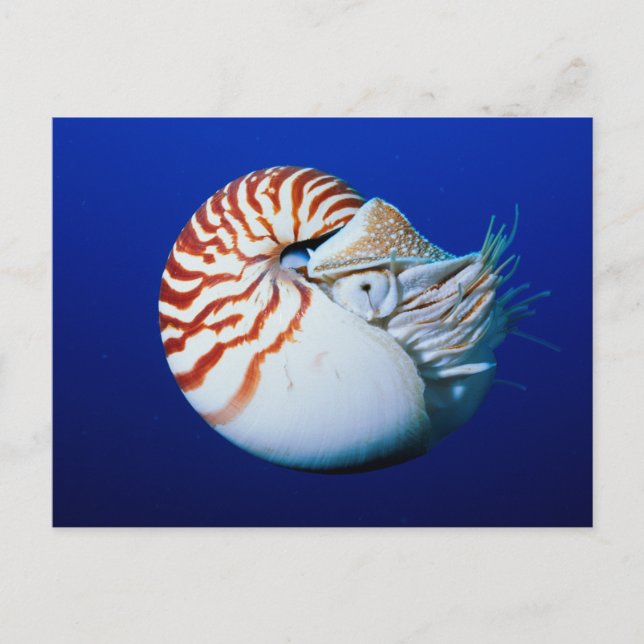 Cartão Postal Encerramento De Nautilos Cambiados (Frente)