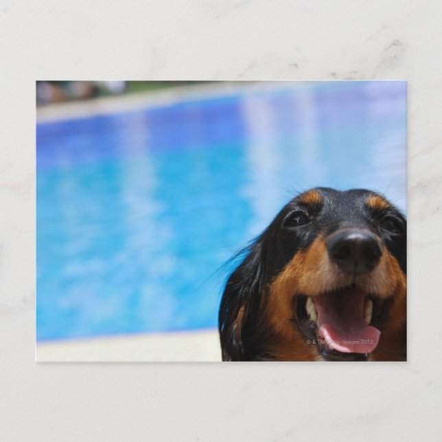 Cartão Postal Encerramento de um cão Dachshund (Frente)