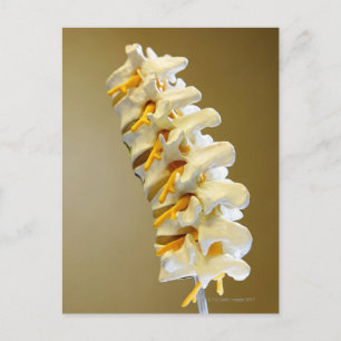 Cartão Postal Encerramento de um modelo médico de vértebras