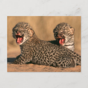 Cartão Postal Encerramento De Um Novo Leopardo Nascer (Panthera 