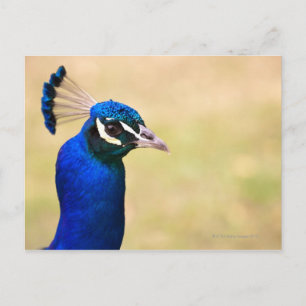 Cartão Postal Encerramento de um pavão 2