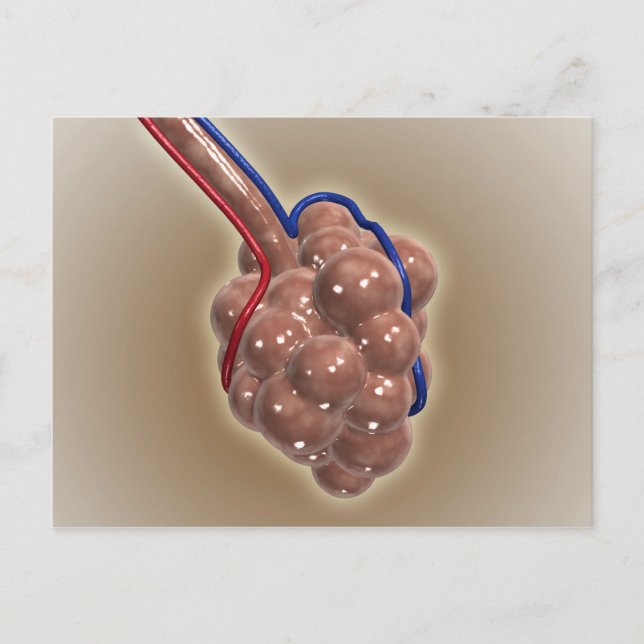 Cartão Postal Encerramento Do Alveolus (Frente)