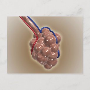 Cartão Postal Encerramento Do Alveolus