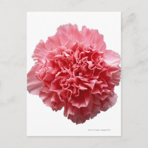 Cartão Postal Encerramento do cravo rosa