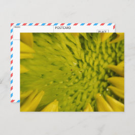 Cartão Postal Encerramento do girassol vibrante