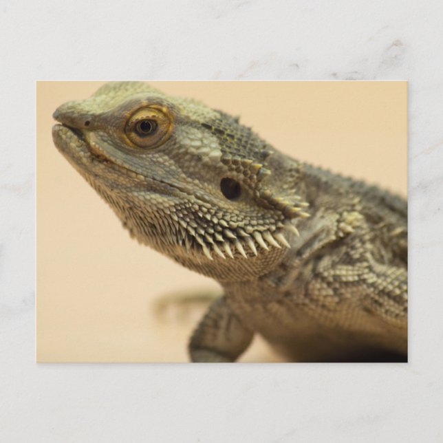 Cartão Postal Encerramento do Lagarto com Barba Central (Frente)