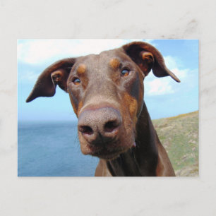 Cartão Postal Encerramento engraçado de um cachorro Doberman Na