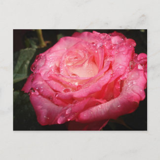 Cartão Postal Encharcado de rosa