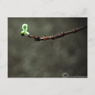 Cartão Postal Enchworm