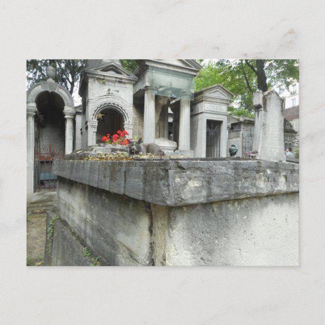 Cartão Postal Encontre um Gato! (Frente)