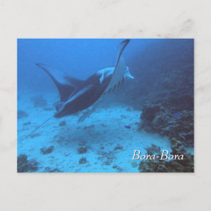 Cartão Postal Encontro Manta Ray em Bora Bora