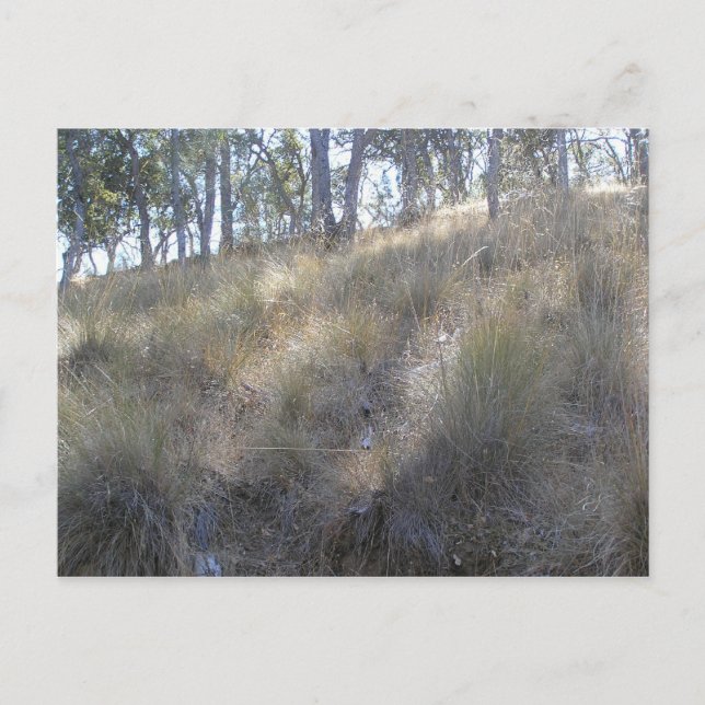 Cartão Postal Encosta de inverno perto de Livermore, CA (Frente)