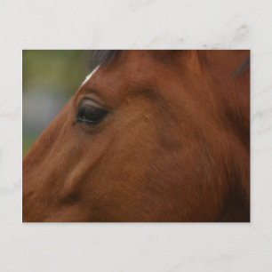 Cartão Postal Encosto do Cavalo de Baía