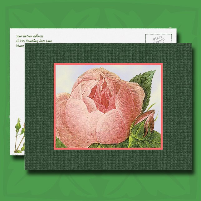 Cartão Postal Endereço de devolução editável para Rosa botânico  (Pink Botanical Rose Postcard)