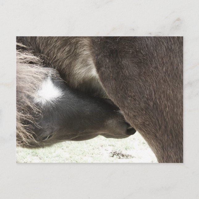 Cartão Postal Enfermagem Mini Foal (Frente)